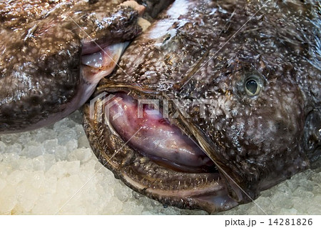 アンコウ あんこう アンコウ あんこう 14281826