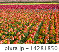 色とりどりのチューリップ畑 14281850