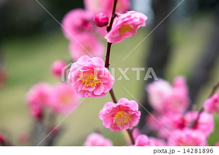 咲き乱れる紅梅 14281896