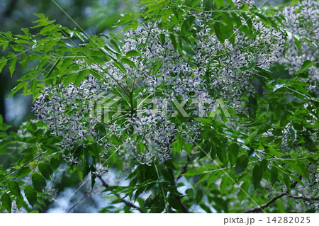 栴檀　冬に白い実が目立つセンダンです。 14282025