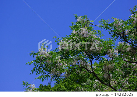 栴檀 冬に白い実が目立つセンダンです。 栴檀 冬に白い実が目立つセンダンです。 14282028
