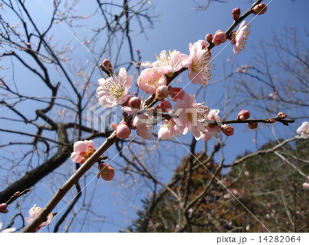 梅の花 14282064