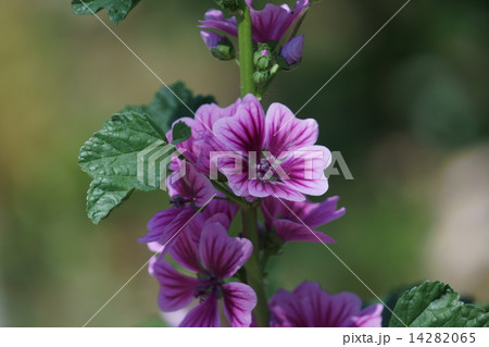 銭葵　ゼニアオイと申します。 14282065