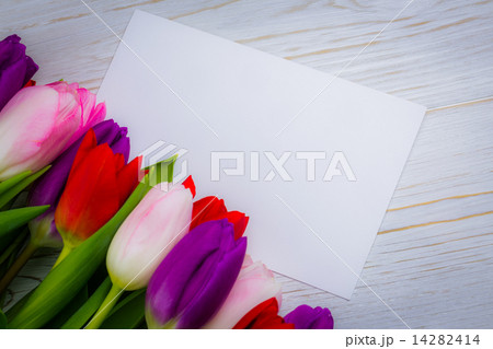 Colorful tulips and white card Colorful tulips and white card 14282414