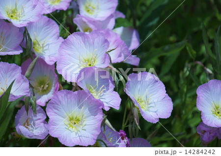 昼咲月見草 昼に咲く月見草 昼咲月見草 昼に咲く月見草 14284242