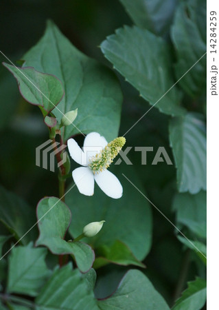 蕺草ドクダミ 名前は怖いですけど花は可愛いです の写真素材