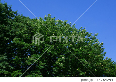 栃の木　たくさんの白い花が咲いています。 14284294