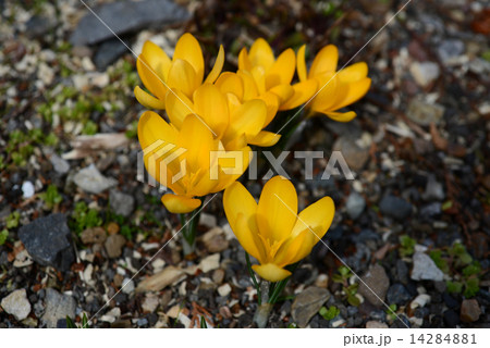 クロッカス 14284881