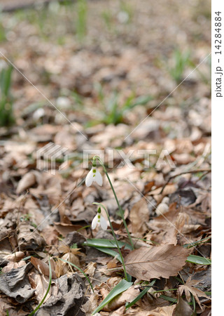 スノードロップ 14284884