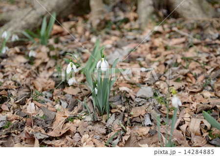 スノードロップ 14284885
