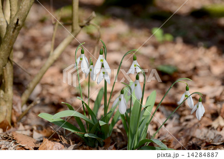 スノードロップ 14284887