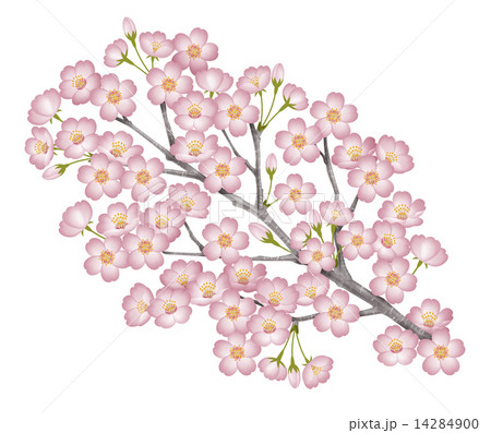 桜の枝のイラスト素材