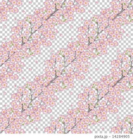 Cherry blossoms (seamless pattern) Cherry blossoms (seamless pattern) 14284905
