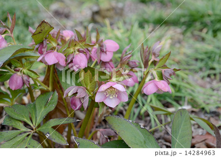 クリスマスローズ クリスマスローズ 14284963