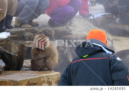 地獄谷野猿公苑　猿の親子と観光客 14285095