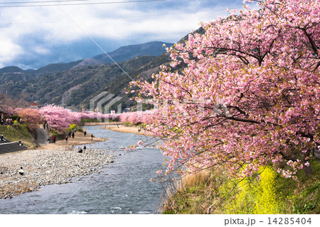 伊豆 河津桜 伊豆 河津桜 14285404