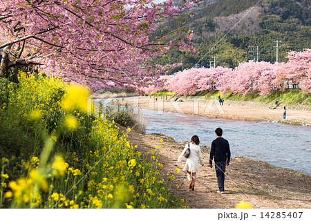 伊豆　河津桜　デート 14285407