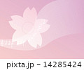 桜 14285424