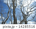 冬の木 14285516