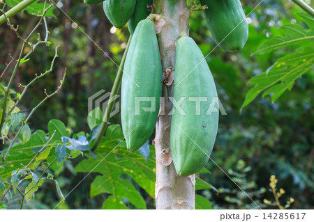 papaya fruit on the tree papaya fruit on the tree 14285617