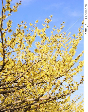 青空に映えるマンサク（支那満作） 14286270