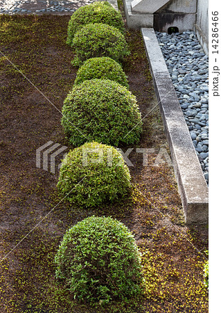 大徳寺 龍源院の庭園 14286466