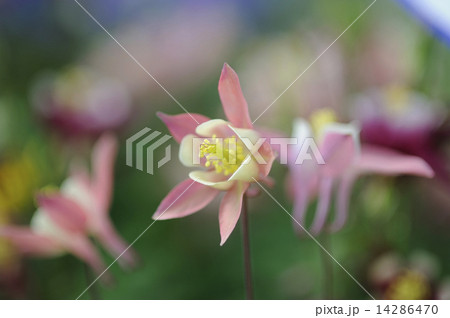 オダマキの花 14286470