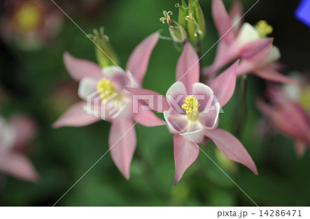 オダマキの花 オダマキの花 14286471