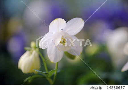 オダマキの花 ミヤマオダマキ オダマキの花 ミヤマオダマキ 14286637