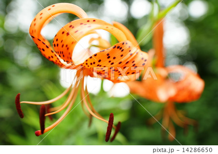 オニユリ 14286650