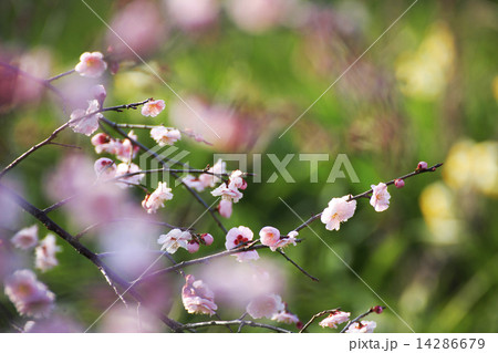 水仙と梅の花 14286679