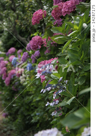 あじさい 14287175