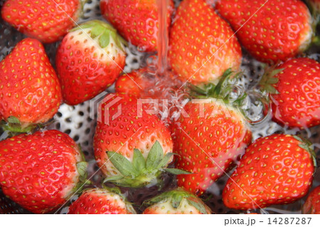 イチゴを洗う イチゴを洗う 14287287