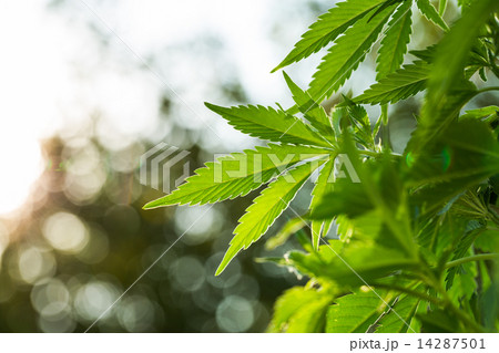 Young leaf of marijuana plant Young leaf of marijuana plant 14287501
