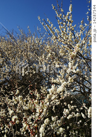 白梅 白梅 14287544