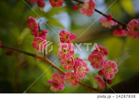 紅梅 14287838