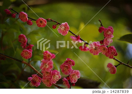 紅梅 14287839