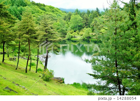緑の池 緑の池 14288054