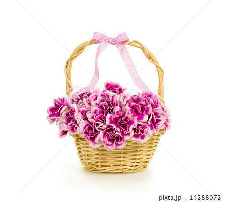 カーネーション 14288072