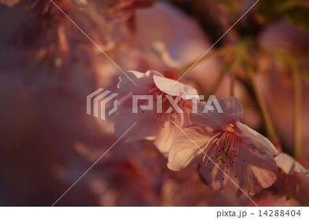 南伊豆青野川 みなみの桜 南伊豆青野川 みなみの桜 14288404