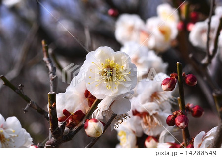 ハクバイ ハクバイ 14288549