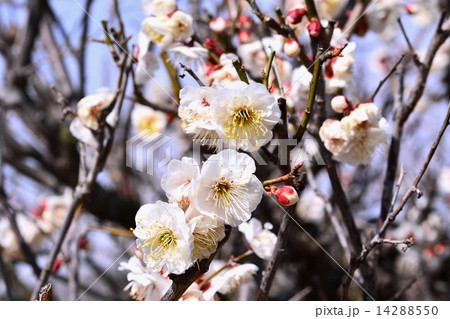 ハクバイ 14288550