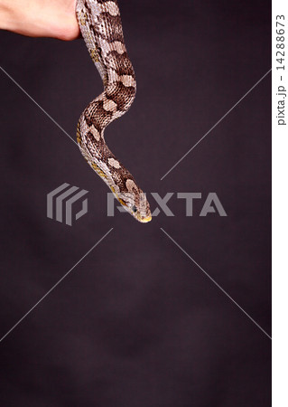 African Cross Natter African Cross Natter 14288673