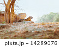 Tiger sitting 14289076