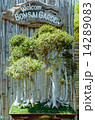 Bonsai 14289083