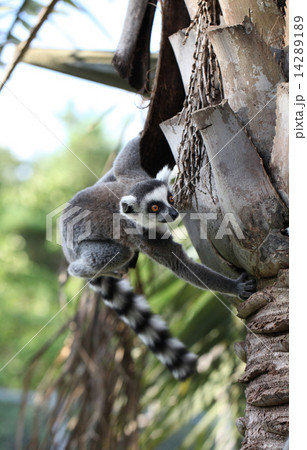 木の上で遊ぶワオキツネザル 木の上で遊ぶワオキツネザル 14289189
