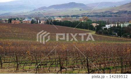 .Wineyard in the winter ..... 14289512