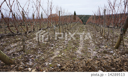 .Wineyard in the winter ..... 14289513