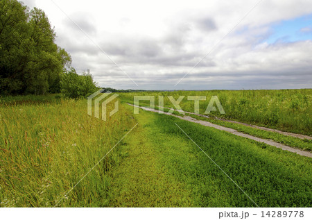 Dirt road along the green meadows and forests Dirt road along the green meadows and forests 14289778