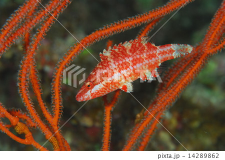 ホホスジモチノウオ属の1種 14289862